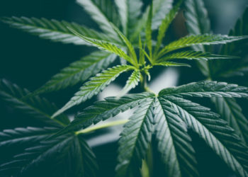 Come utilizzare i prodotti a base di CBD: dalle applicazioni ai vantaggi