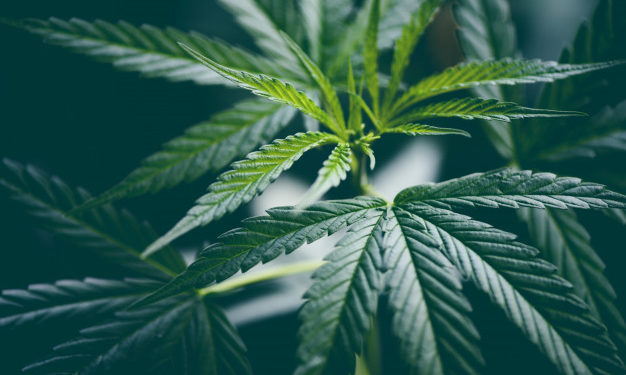 Come utilizzare i prodotti a base di CBD: dalle applicazioni ai vantaggi