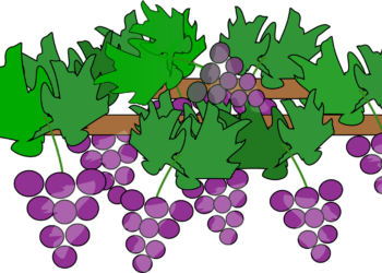 Prosecco Cartizze: un appellativo su cui è importante fare chiarezza