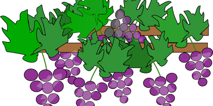 Prosecco Cartizze: un appellativo su cui è importante fare chiarezza